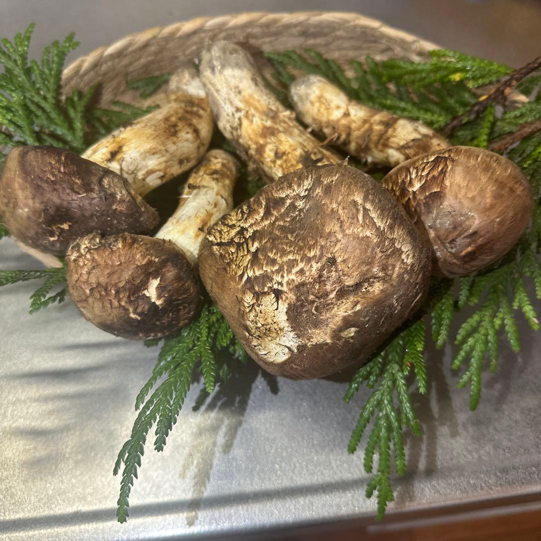国産天然松茸‼️10／13朝採れ‼️460g‼️
