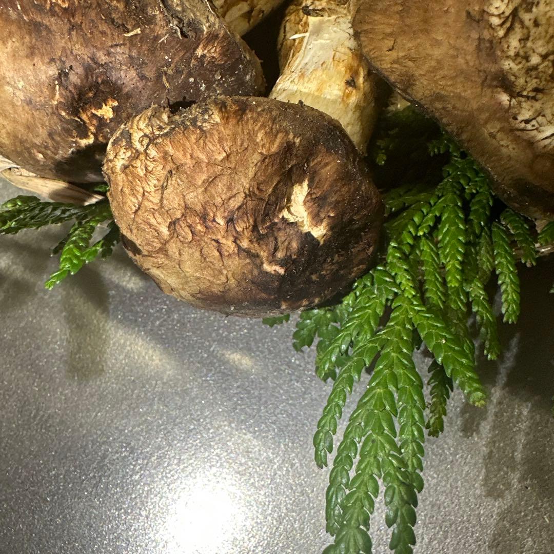 国産天然松茸‼️10／13朝採れ‼️460g‼️