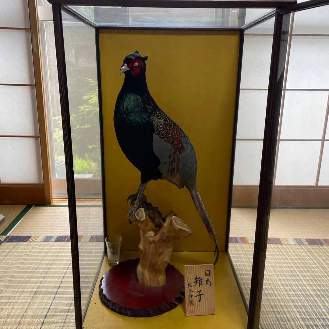 国鳥　本物　キジ剥製