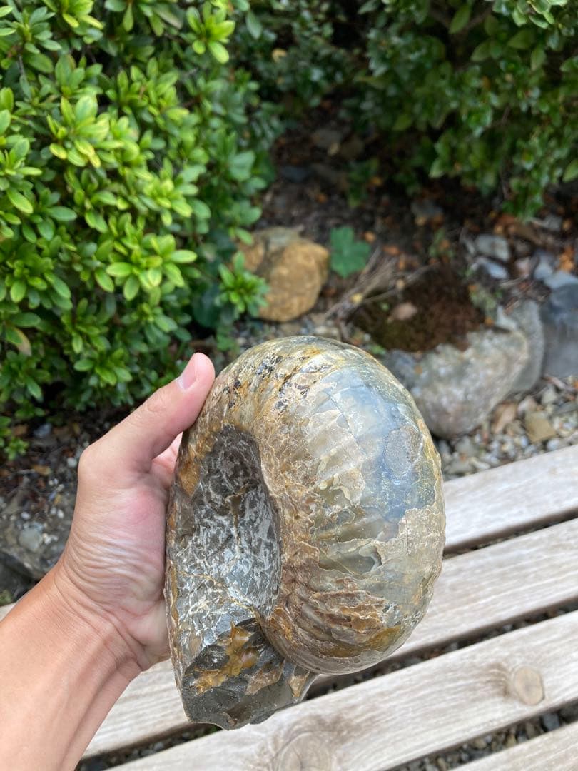 2kg まん丸なユーパキディスカスハラダイ　化石　アンモナイト　羽幌