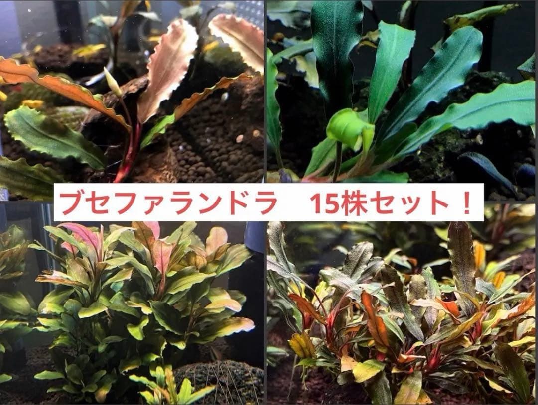 ブセファランドラ　セット