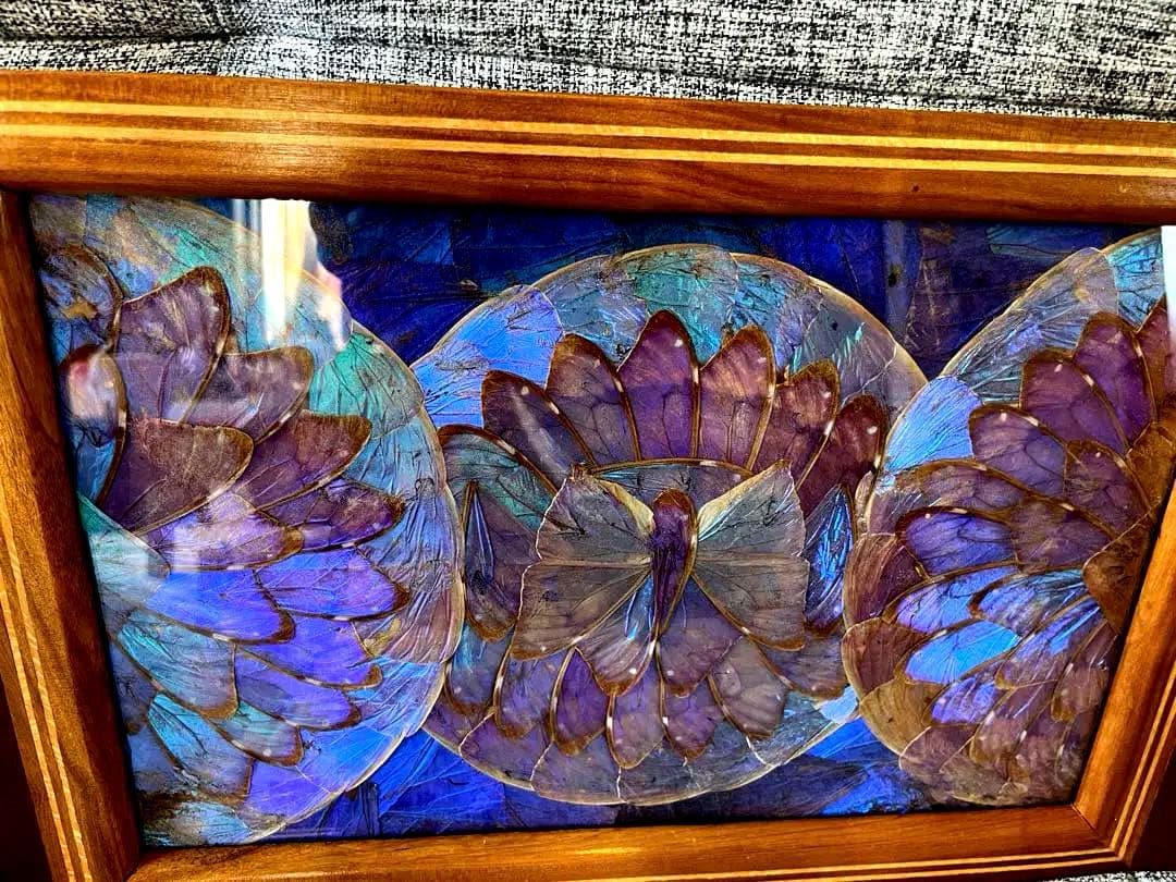 モルフォ蝶トレイ