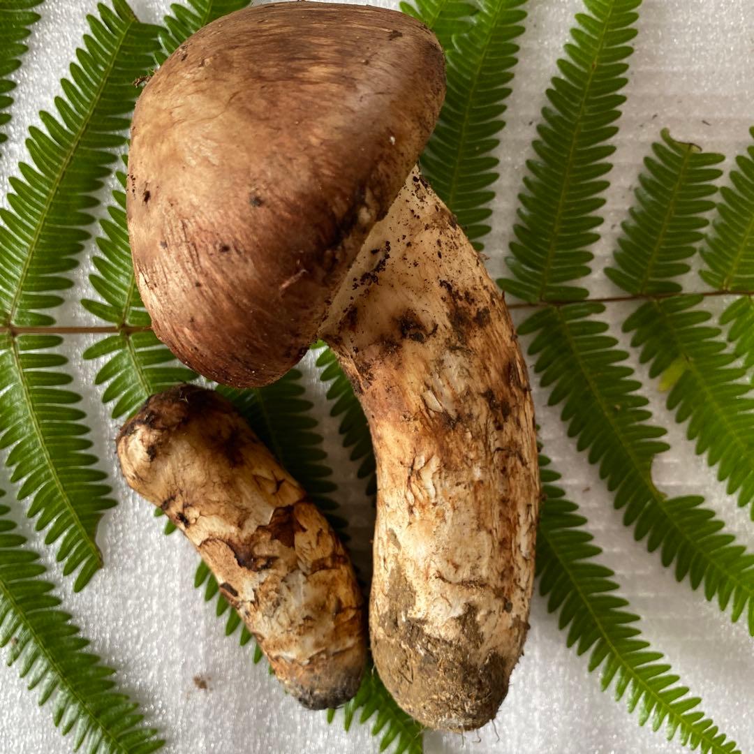 国産松茸１０５g