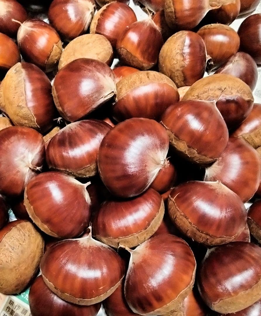 大粒　栗　約7キロ　茨城県産　生栗