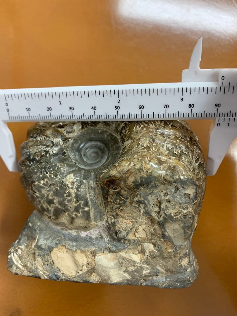 北海道中川産　ユーパキディスカス　アンモナイト　化石