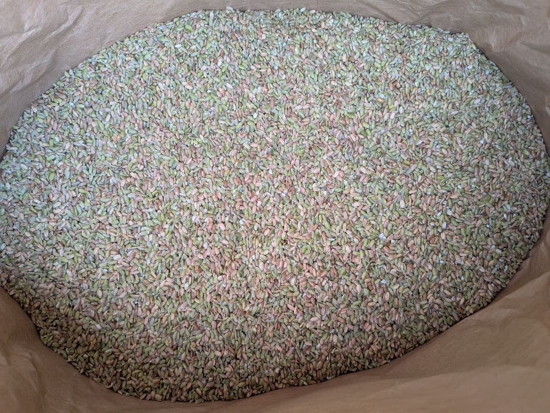 鳥のエサ　 非食用　30kg　くず米