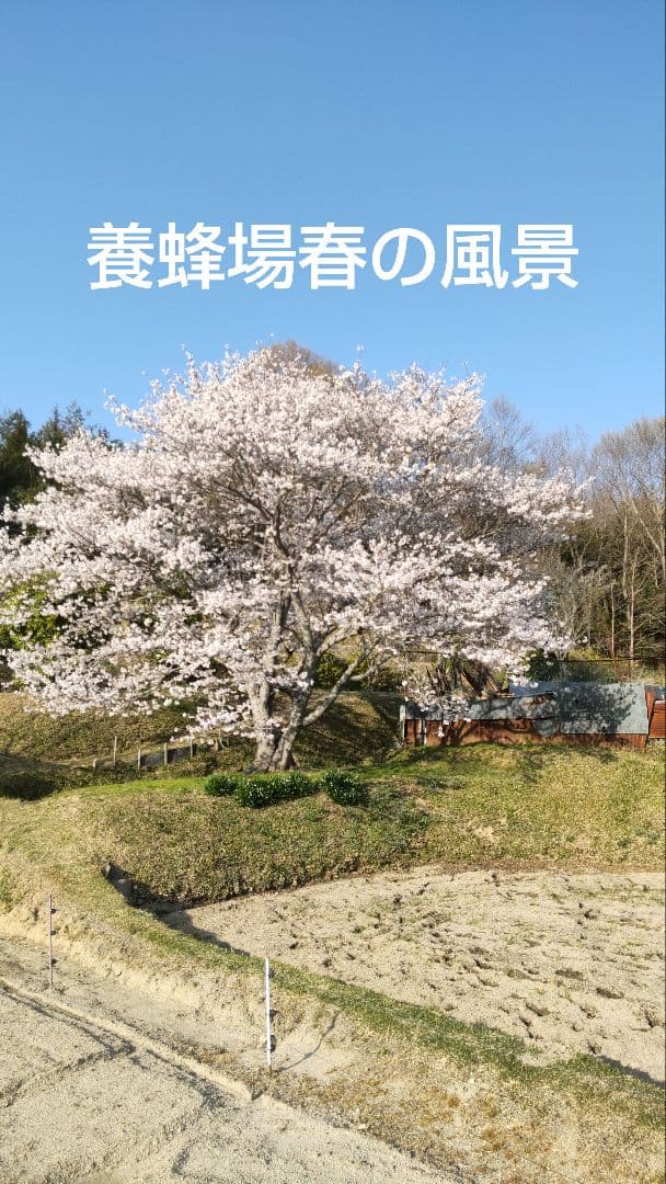 国産日本蜜蜂百花蜜　西洋蜜蜂フジ蜂蜜　非加熱生蜂蜜