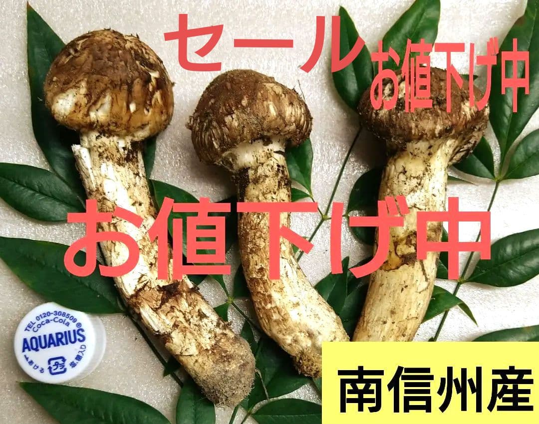 23.南信州産松茸約123g（パック込み）