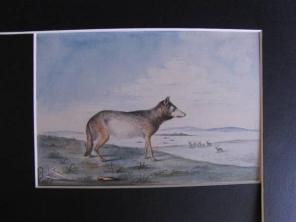 ティティアン・ピール、「CANIS LUPUS」、海外版超希少レゾネ、新品額付