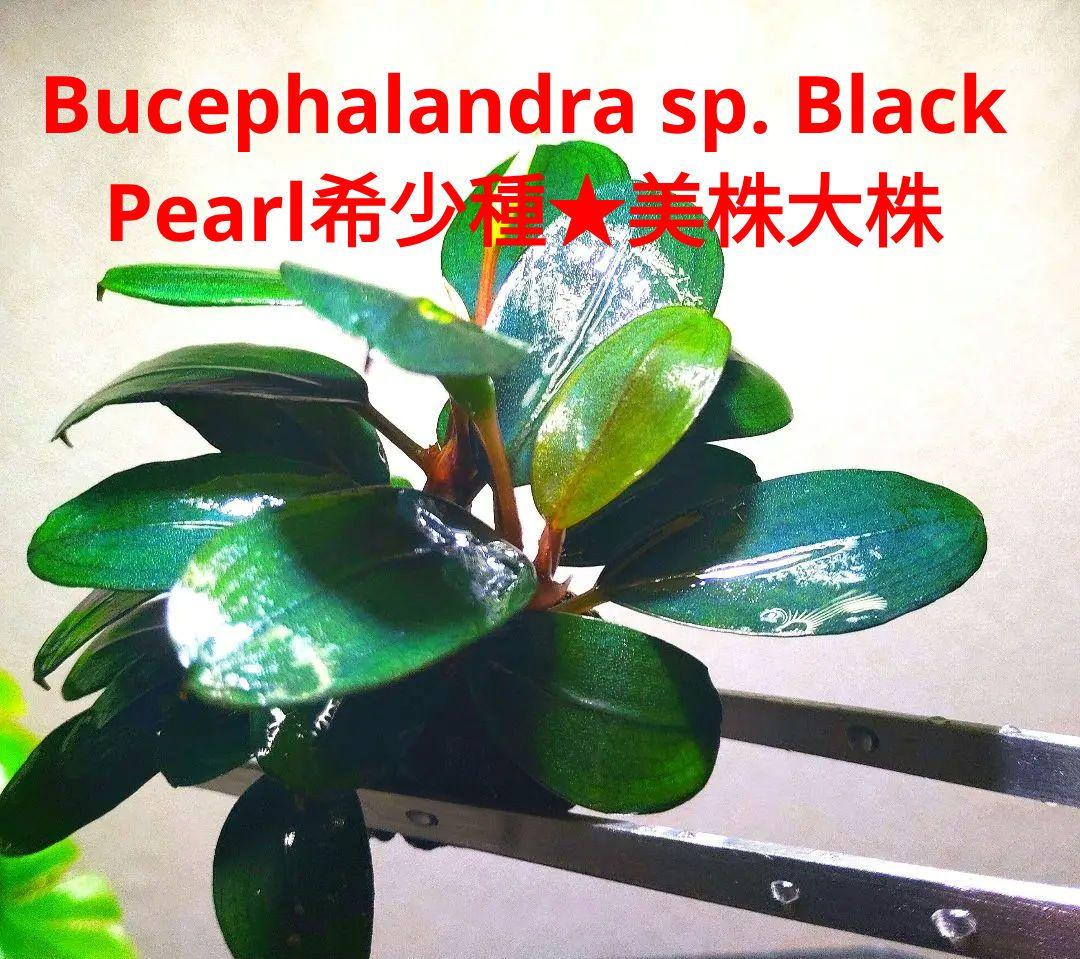 Bucephalandra sp. Black Pearl希少種★美株大株