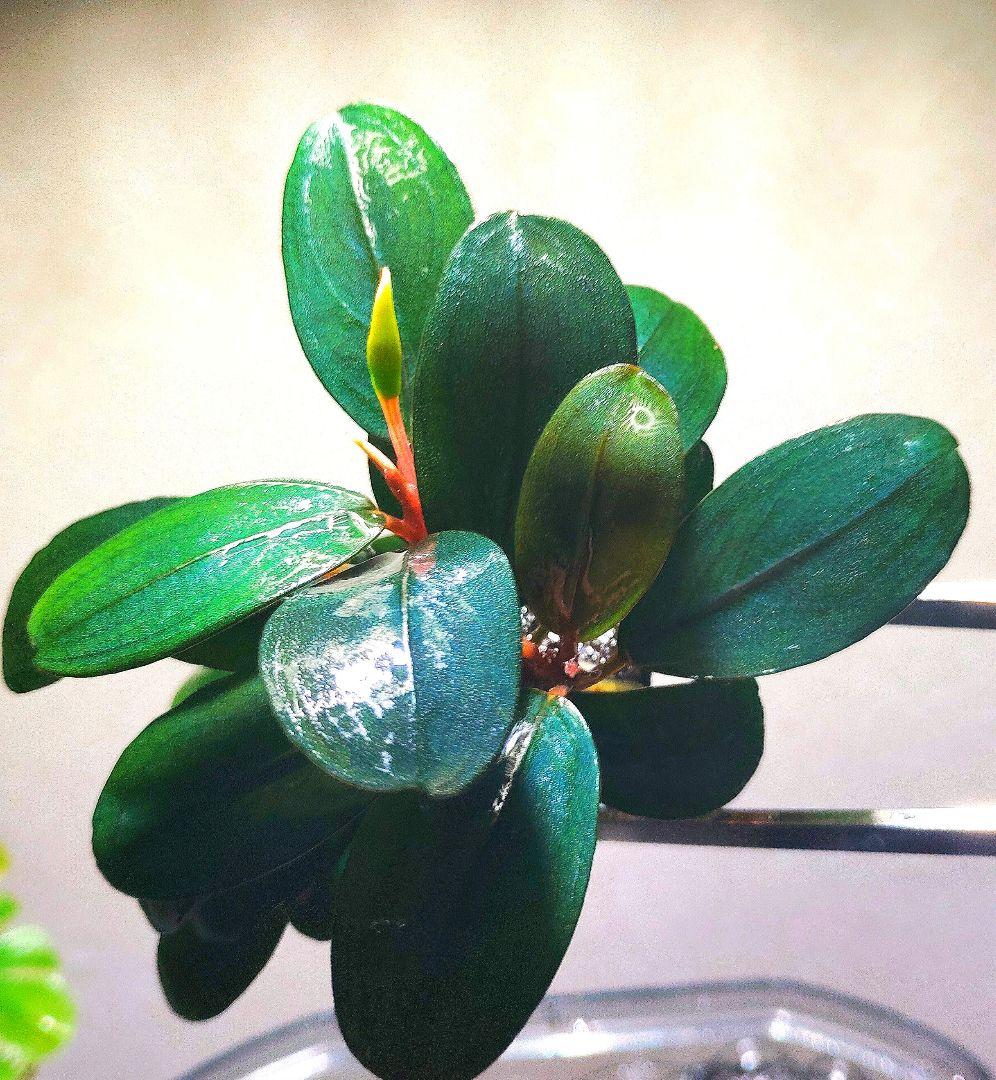 Bucephalandra sp. Black Pearl希少種★美株大株