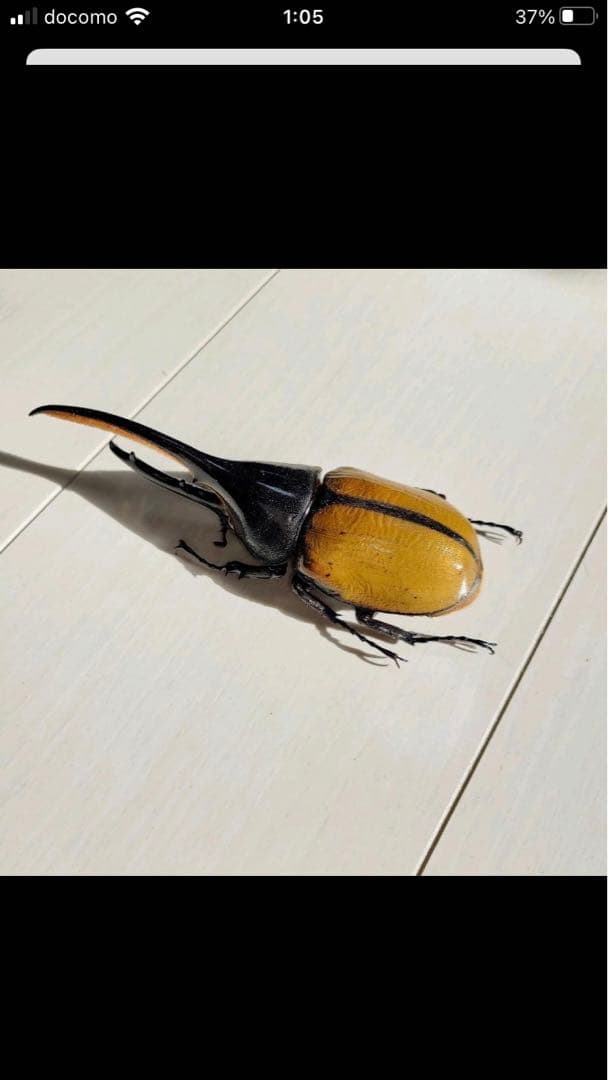 ヘラクレス・エクアトリアヌス♂標本