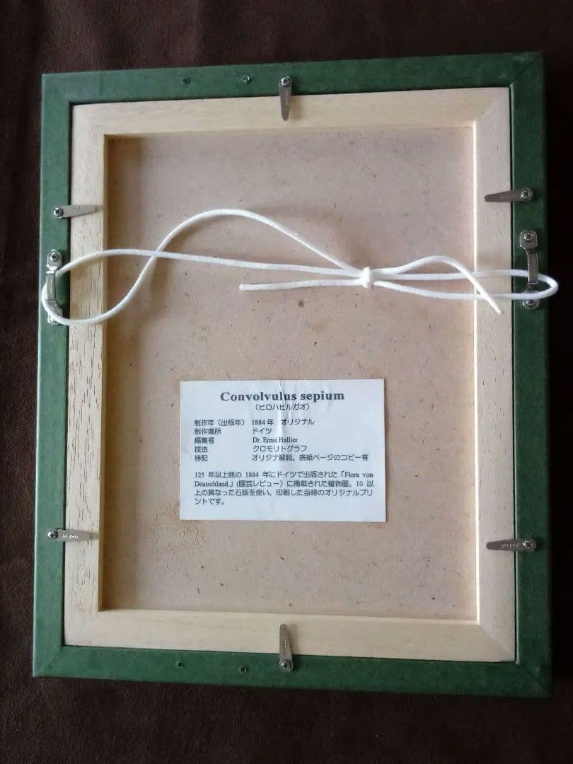 ドイツ ボタニカル画 石版画 (クロモリトグラフ) の額装品