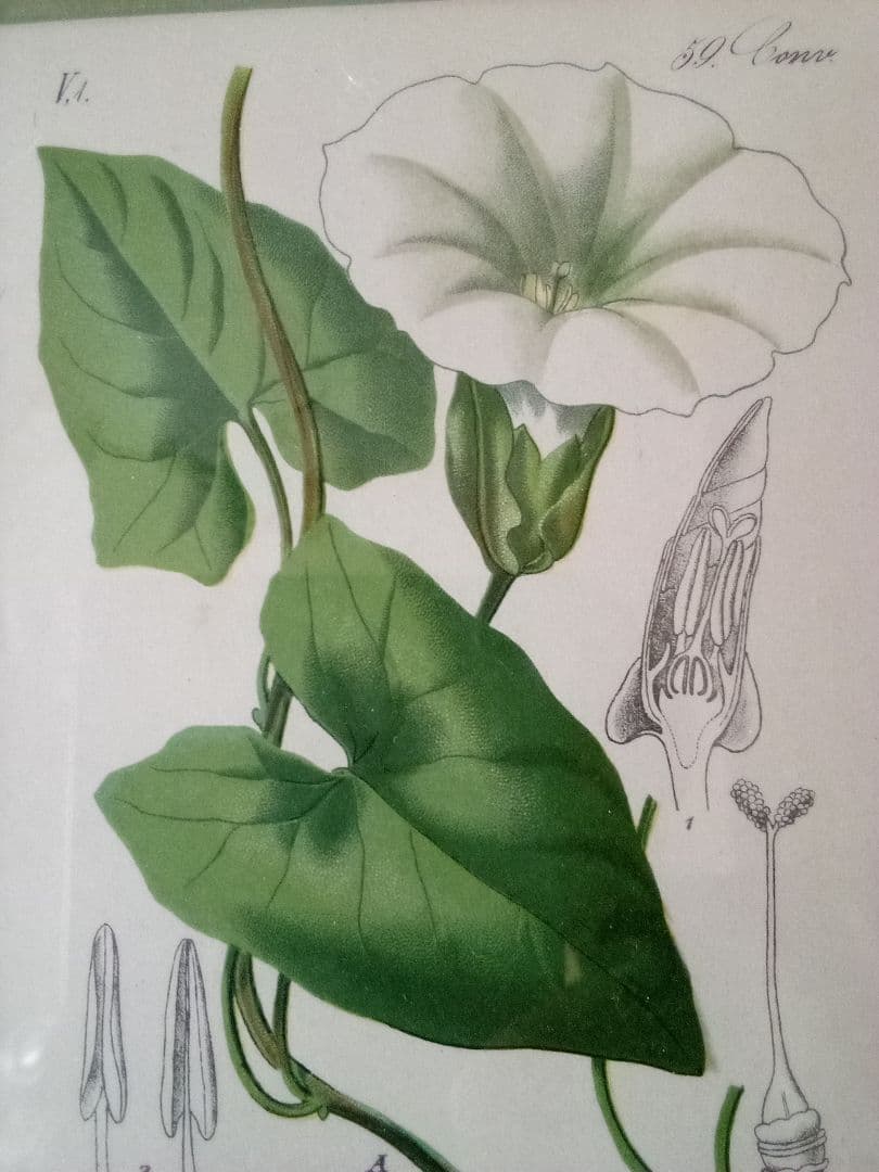 ドイツ ボタニカル画 石版画 (クロモリトグラフ) の額装品