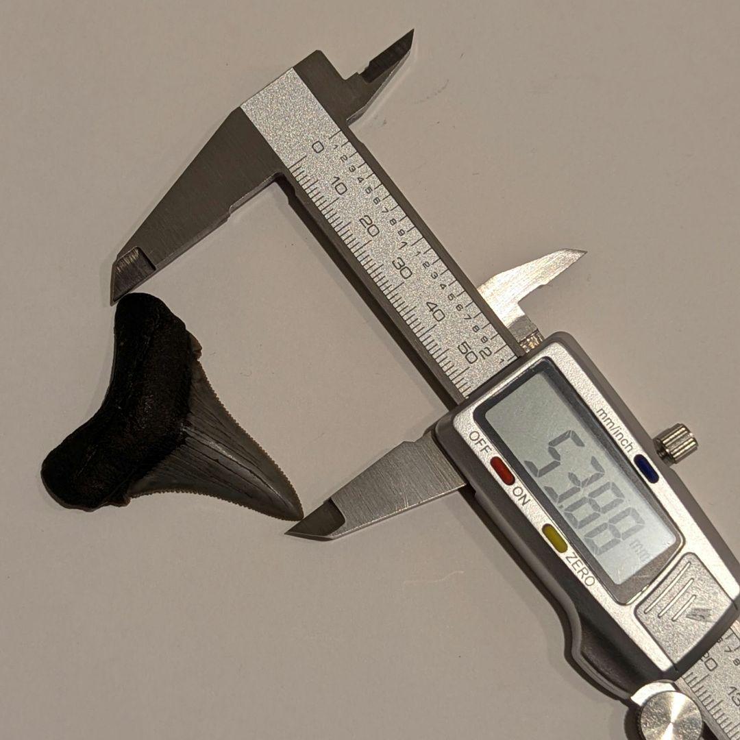 とても美しいなオトドゥス アングスティデンスの歯の化石 OT1201