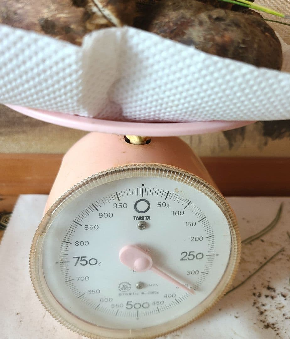 松茸　長野県　約350g