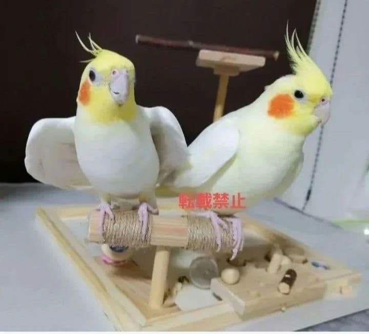 k18⭐バードアスレチック　ミラーボード　バードトイ　止まり木　フォージングトイ