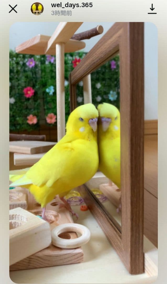 k18⭐バードアスレチック　ミラーボード　バードトイ　止まり木　フォージングトイ