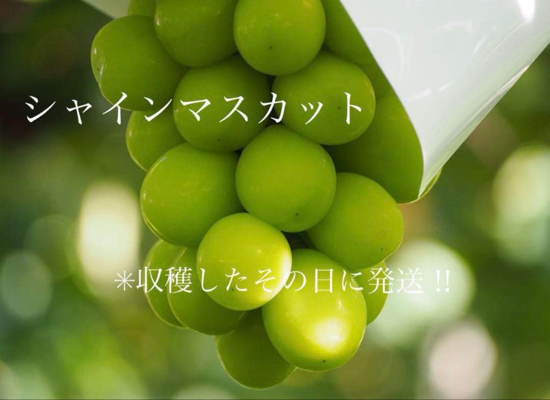 ⚠️クール便　葡萄③房