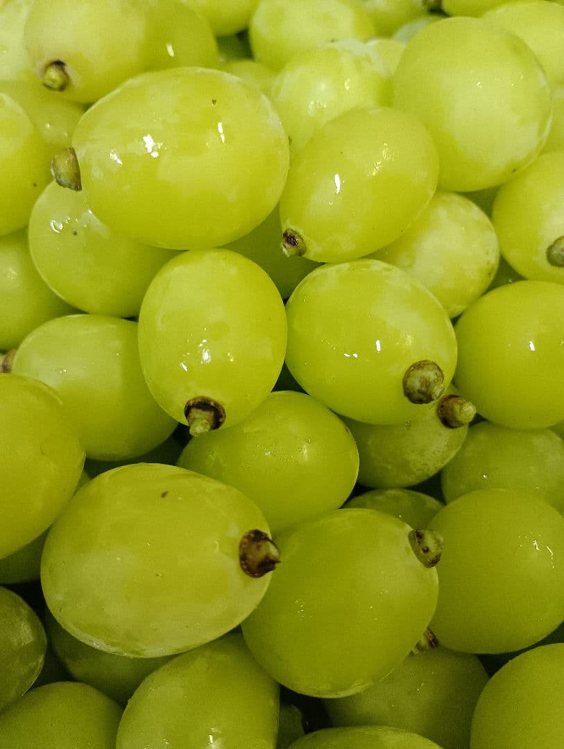 シヤインマスカット家庭用粒訳あり３キロ入りになります。