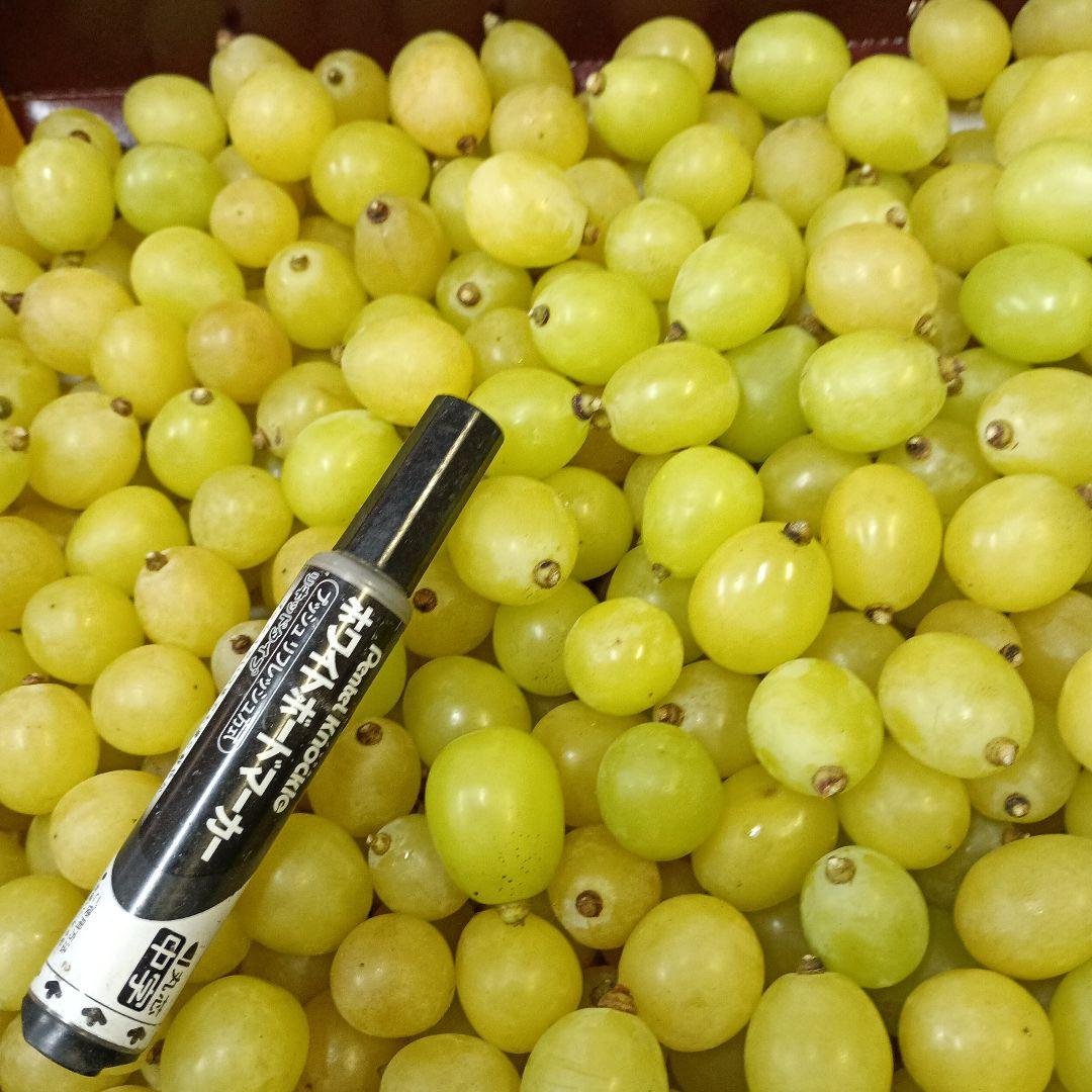 シヤインマスカット家庭用粒訳あり３キロ入りになります。