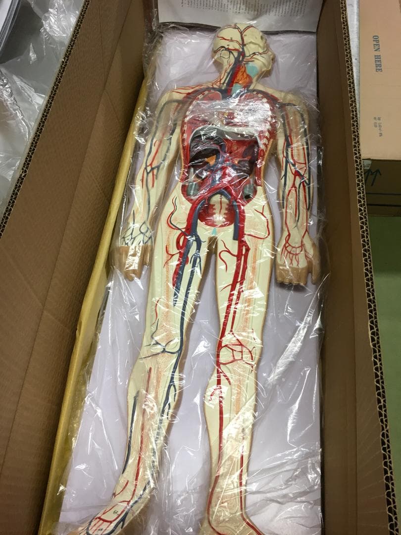 人体模型 全身血管モデル 1/2