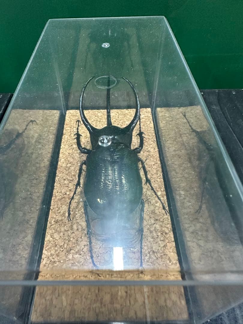 スマトラコーカサスオオカブト 120mm 標本