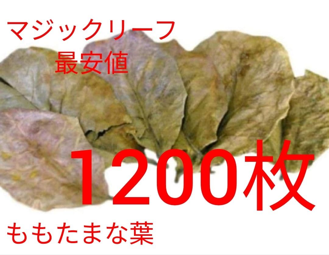 大小様々　無農薬マジックリーフ　天然ももたまな葉　　1200枚