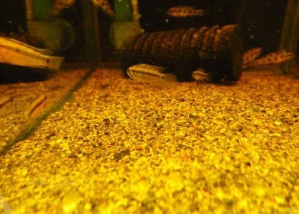 大小様々　無農薬マジックリーフ　天然ももたまな葉　　1200枚