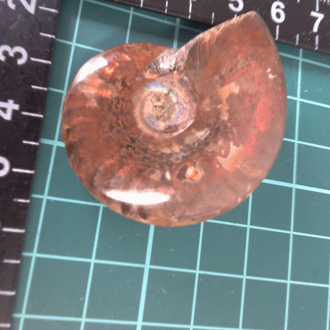 小物１ アンモナイト化石