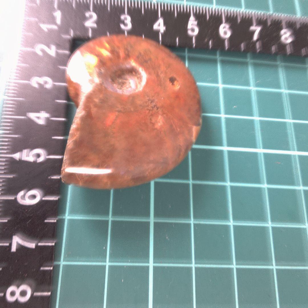 小物１ アンモナイト化石