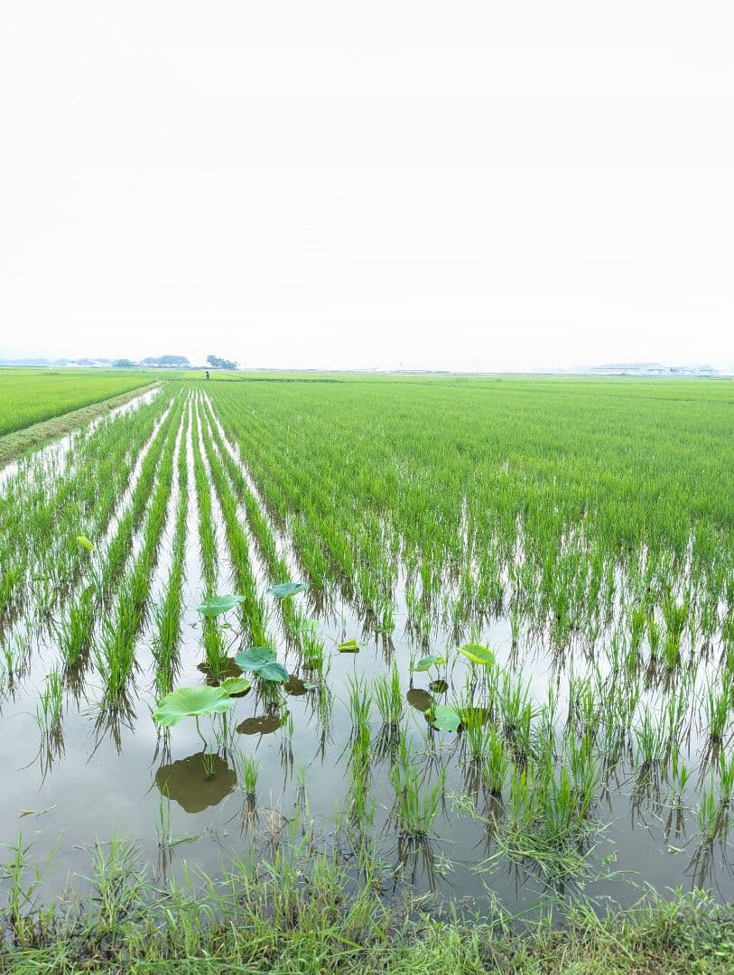 ササニシキ 玄米20kg令和7年産 農薬不使用化学肥料不使用