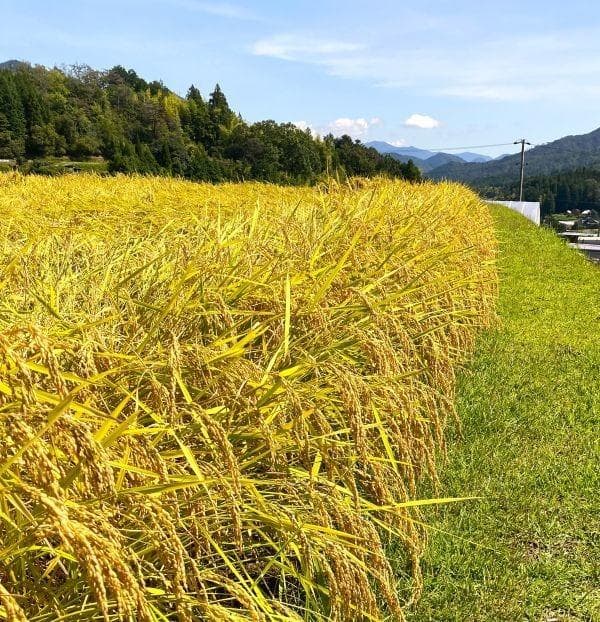 農家保有米 令和7年産 15キロ 玄米 コシヒカリ 15kg(5kg×3) 新米