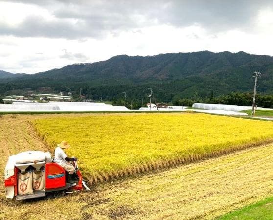 農家保有米 令和7年産 15キロ 玄米 コシヒカリ 15kg(5kg×3) 新米