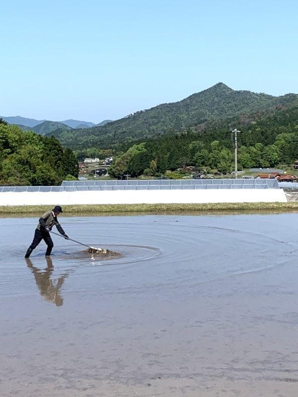 農家保有米 令和7年産 15キロ 玄米 コシヒカリ 15kg(5kg×3) 新米