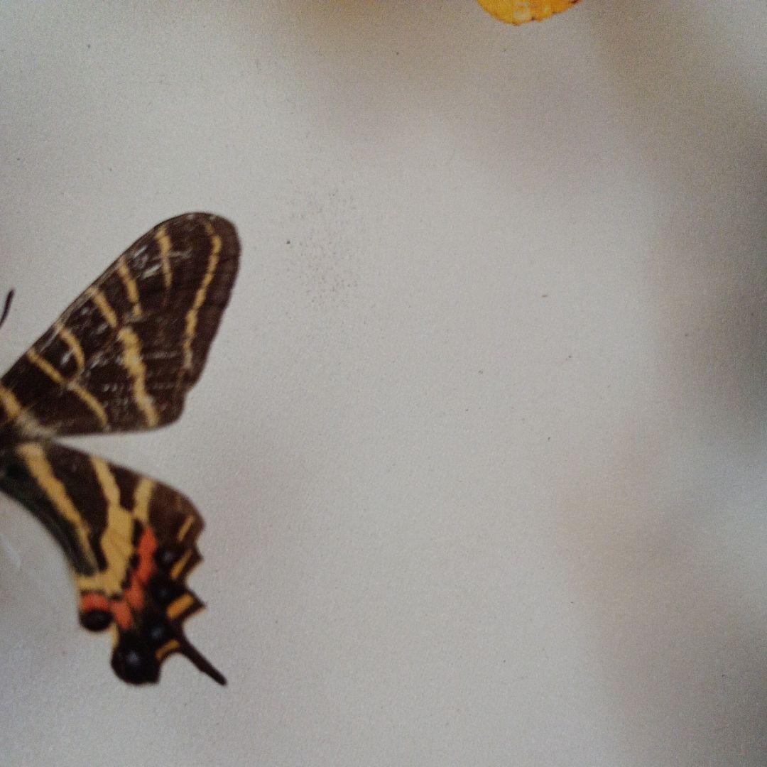 【蝶標本】オナガギフチョウ 異常型含む！