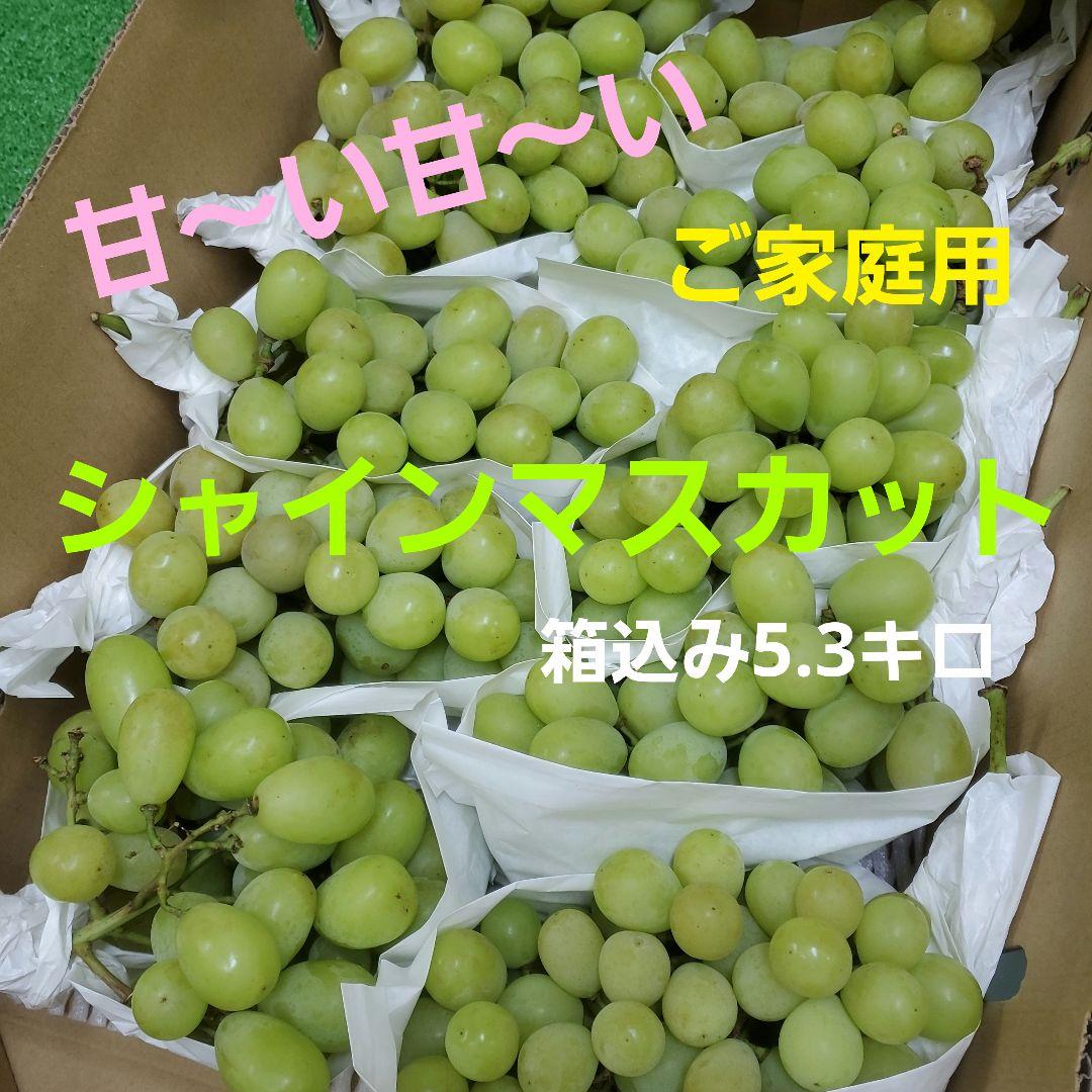 5️⃣ 山梨県産 シャインマスカット１０房 箱込み 5.3キロ