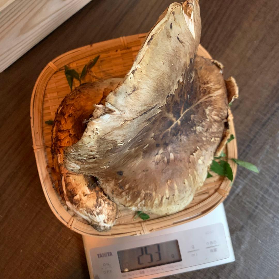 ④【岩手県産天然松茸】253gラスト最終収穫最終　国産　特大開き　香り良し