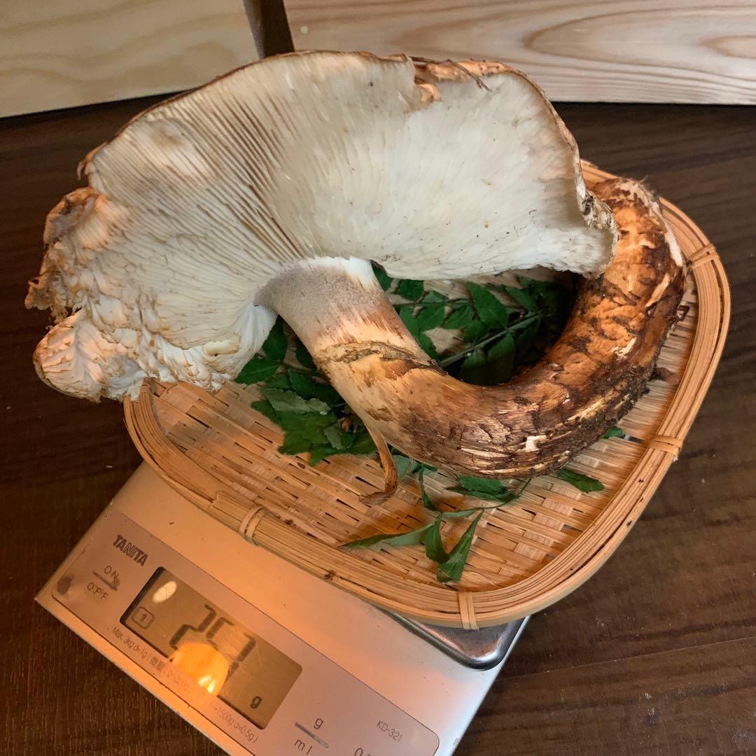 ④【岩手県産天然松茸】253gラスト最終収穫最終　国産　特大開き　香り良し