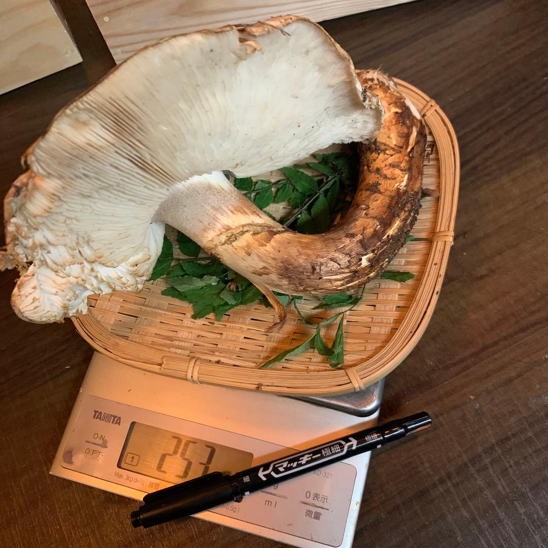 ④【岩手県産天然松茸】253gラスト最終収穫最終　国産　特大開き　香り良し