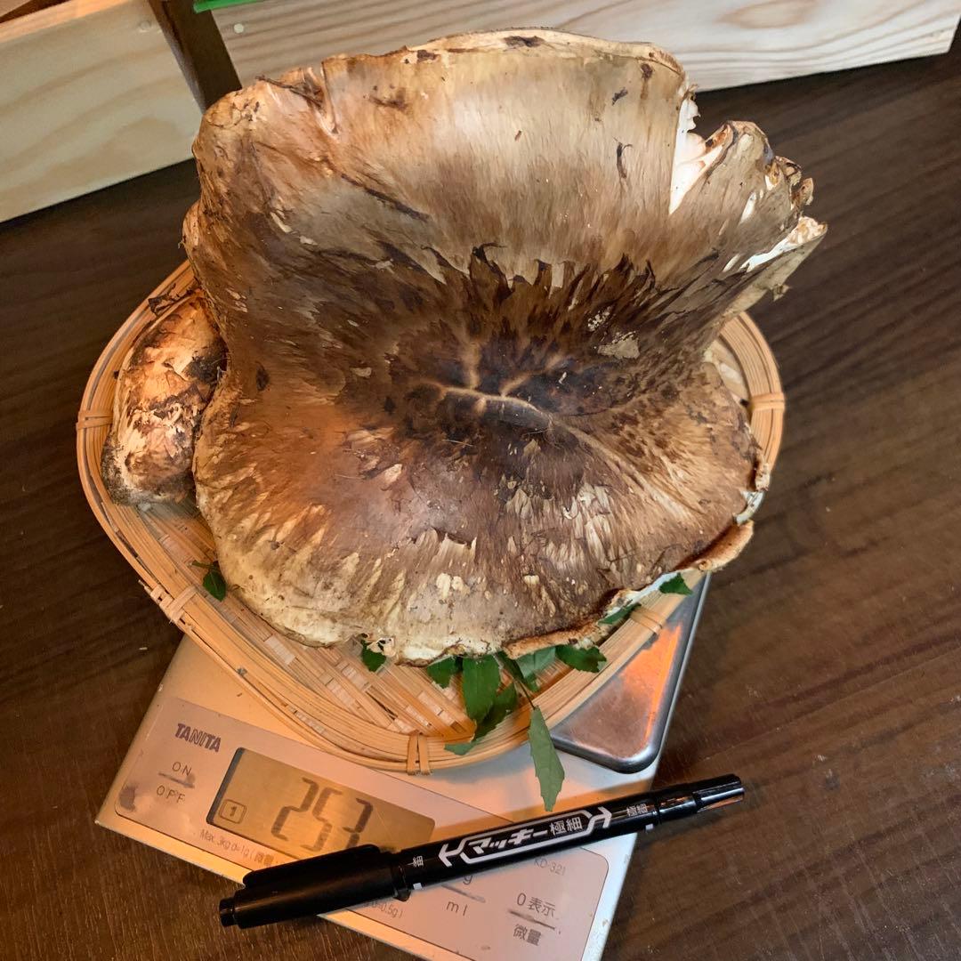 ④【岩手県産天然松茸】253gラスト最終収穫最終　国産　特大開き　香り良し