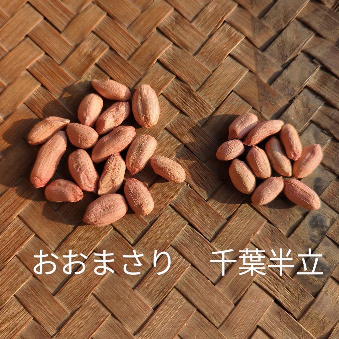 志津みのれファーム　千葉県産 おおまさり 手むき 乾燥生落花生