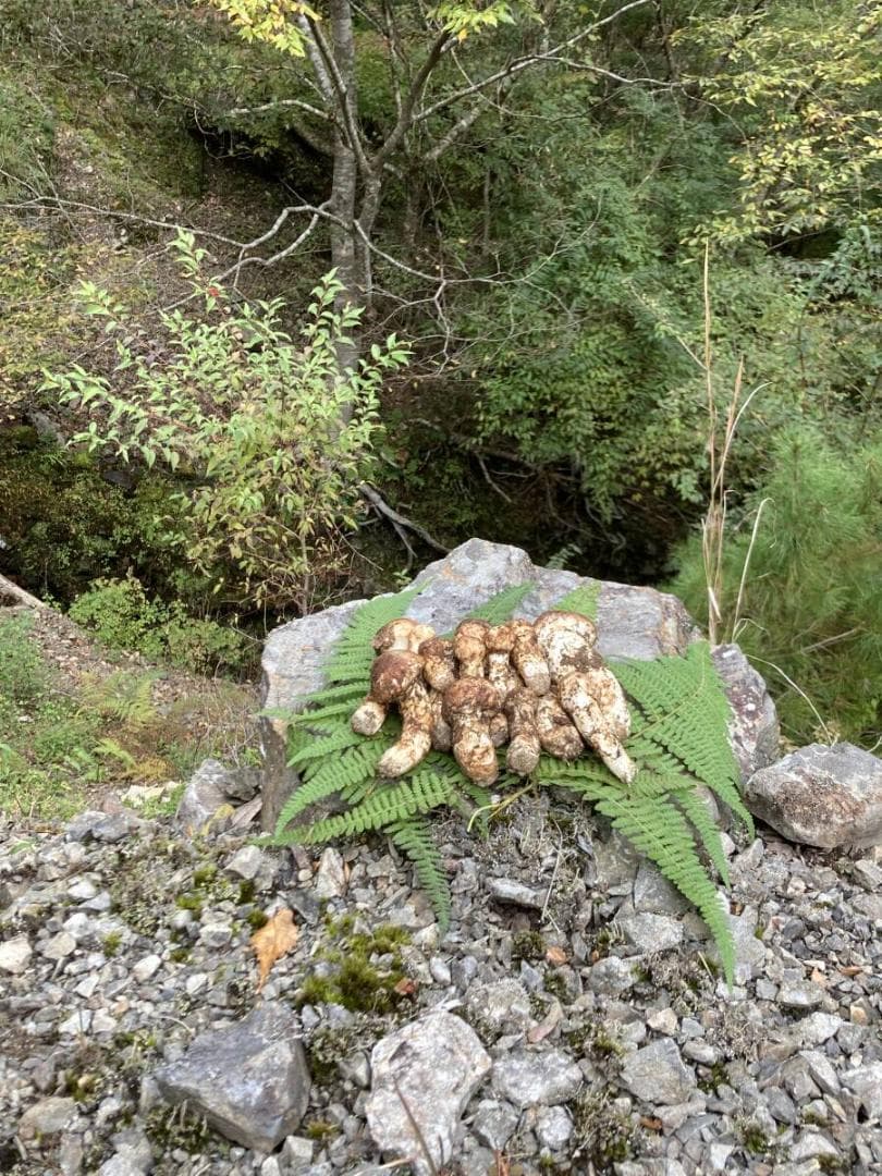 B*嬉様 【国産松茸】和歌山県産 とれたて304g 11月2日14時採取／天然き