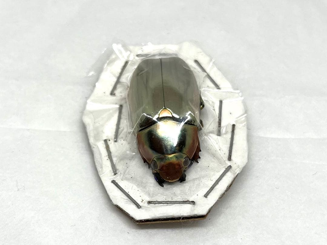 Chrysina chrysargyrea 標本 クリサルギレアプラチナコガネ