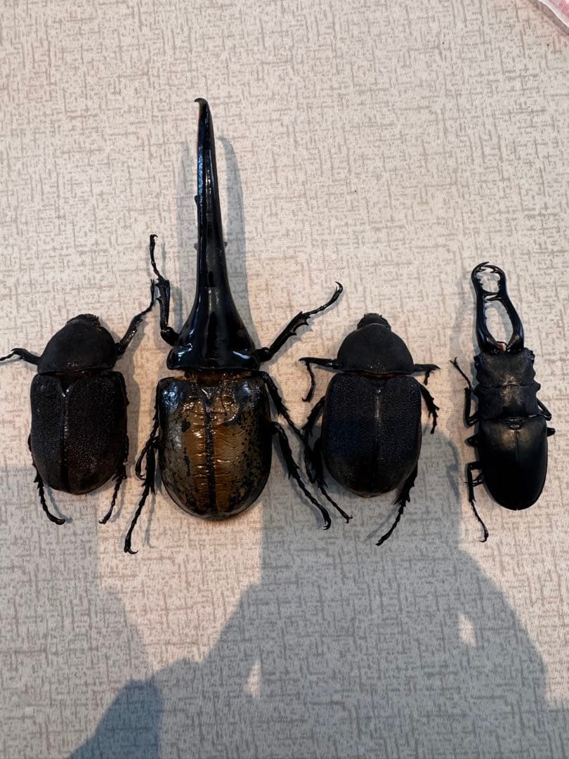 大型　ヘラクレスオオカブト　標本用　乾燥済み　自由研究