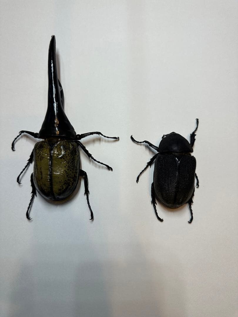 大型　ヘラクレスオオカブト　標本用　乾燥済み　自由研究