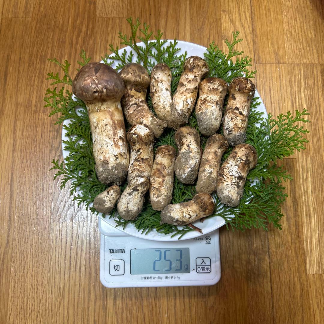 岩手県産松茸 253ｇ
