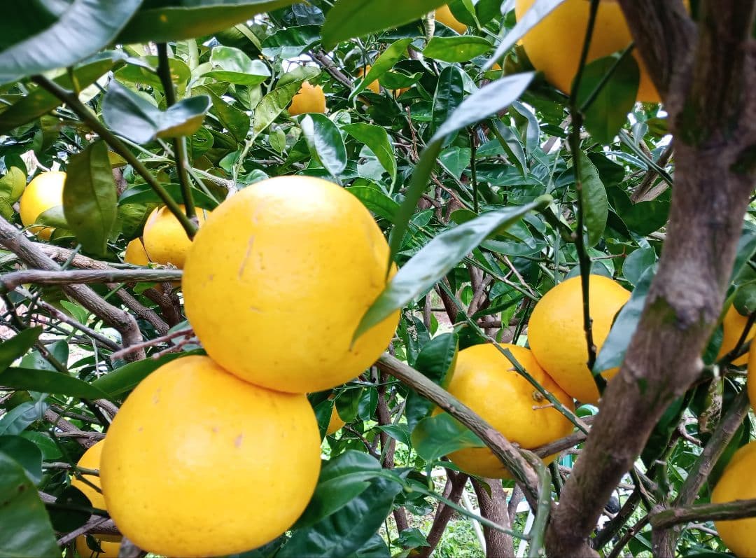 ③世界遺産屋久島産グレープフルーツ10kg　EM栽培農薬不使用　樹上完熟農園直送