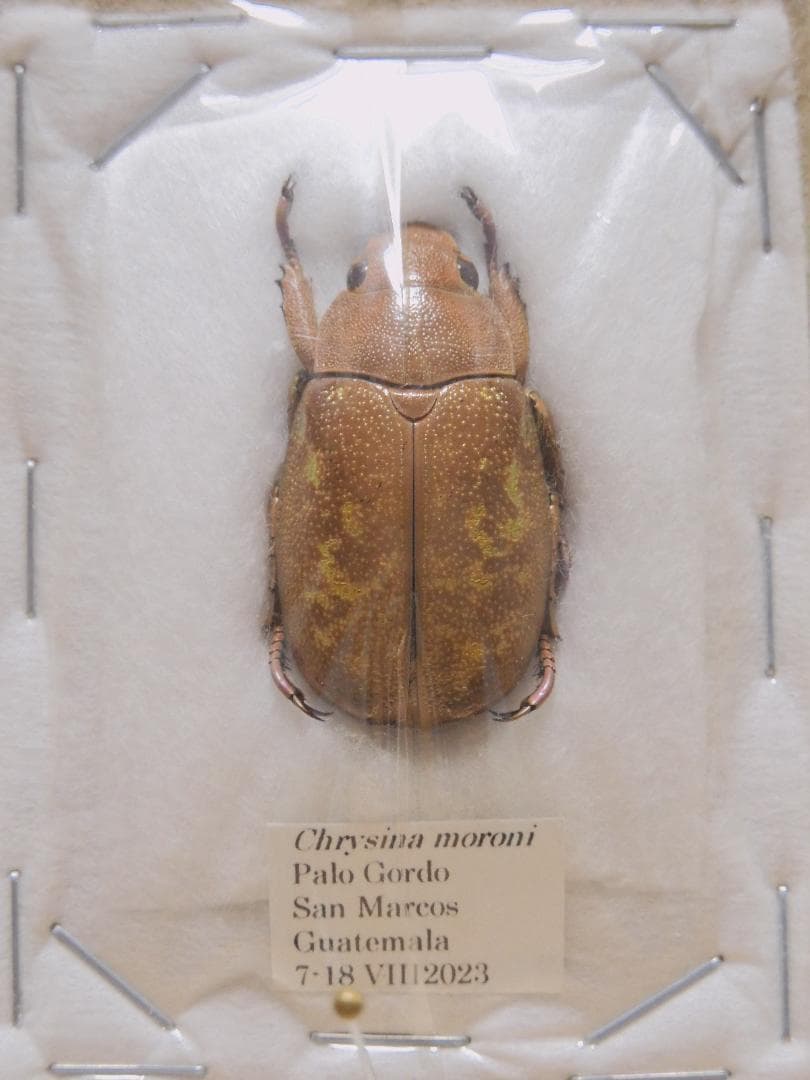 パナマ産　特大　モロンキンイロコガネ　29mm