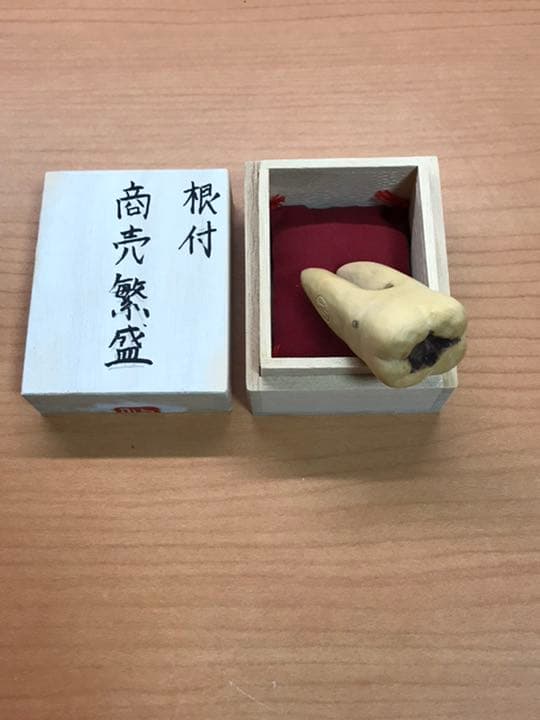 根付サンプル　虫歯　銘:貞道